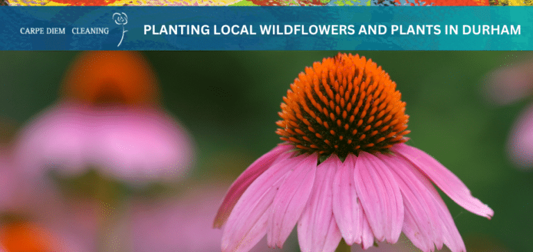 a cover image with a cone flower and the text "planting local wildflowers and plants in durham"